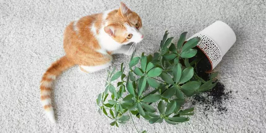 室内盆栽绿植与猫咪，和谐共生的美妙世界