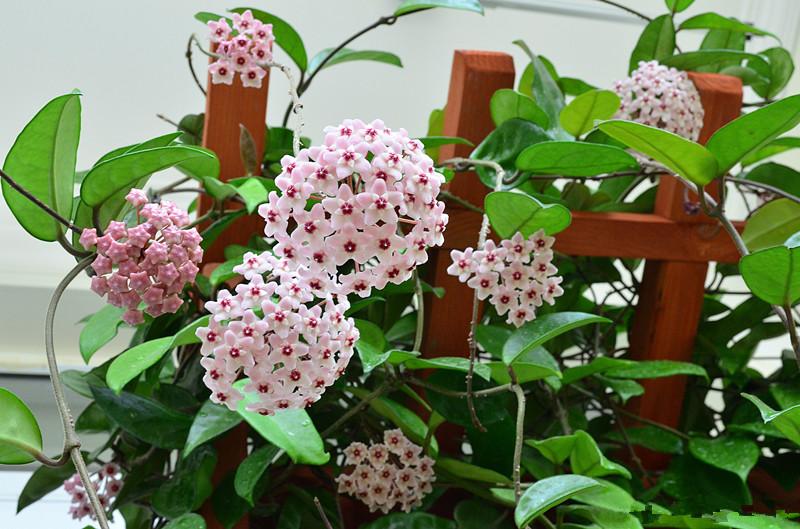 室内绿植大棵盆栽，美化家居，增添生活情趣