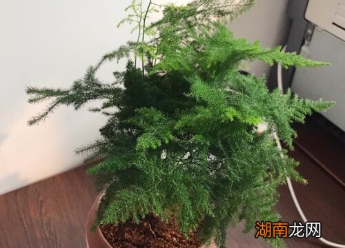 室内绿植盆栽，云柏松的种植与美化效果