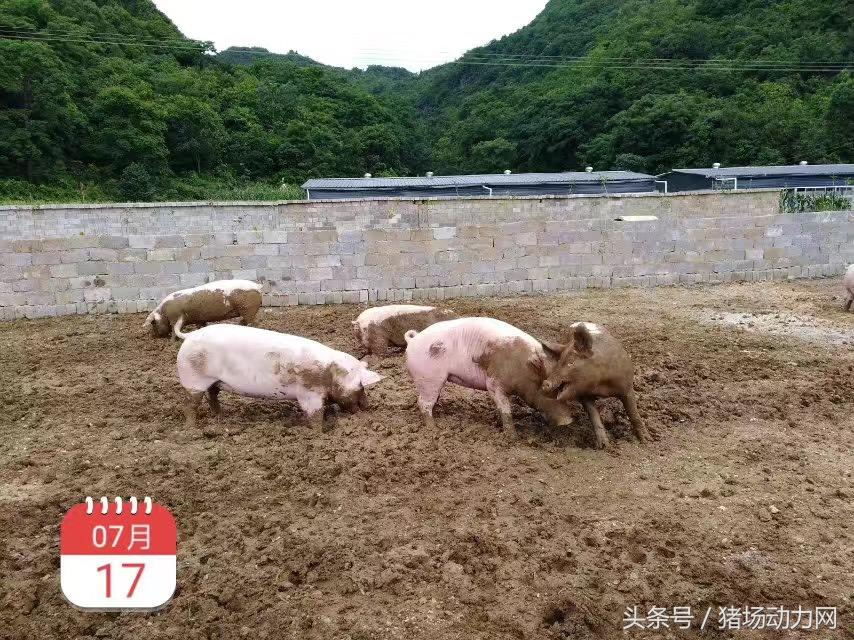 绿植盆栽室内耐高温大棵种植指南