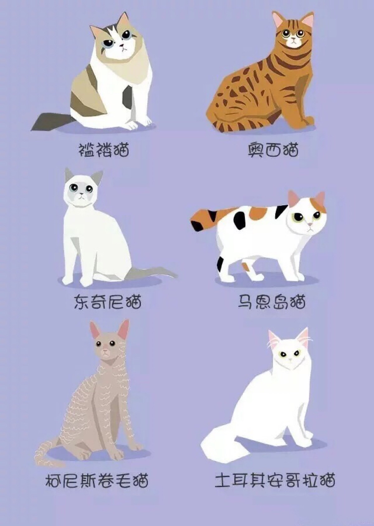 猫咪Mav与最新地域网名取名灵感