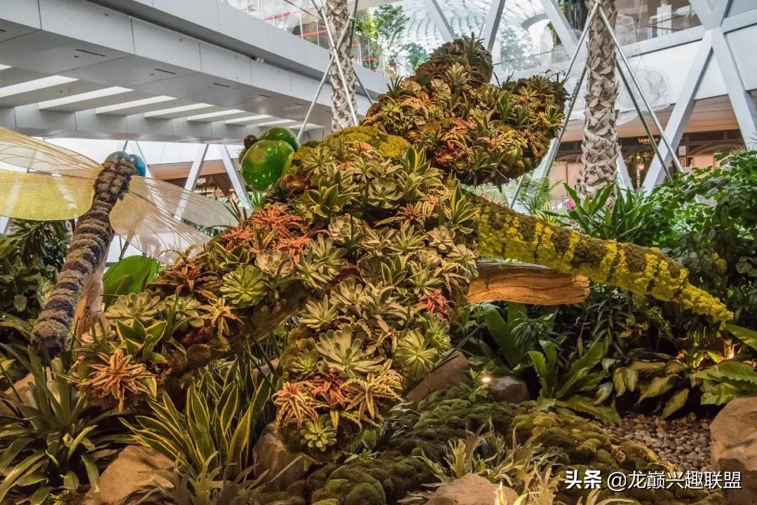 室内绿植水族盆栽，美化家居，增添生活情趣