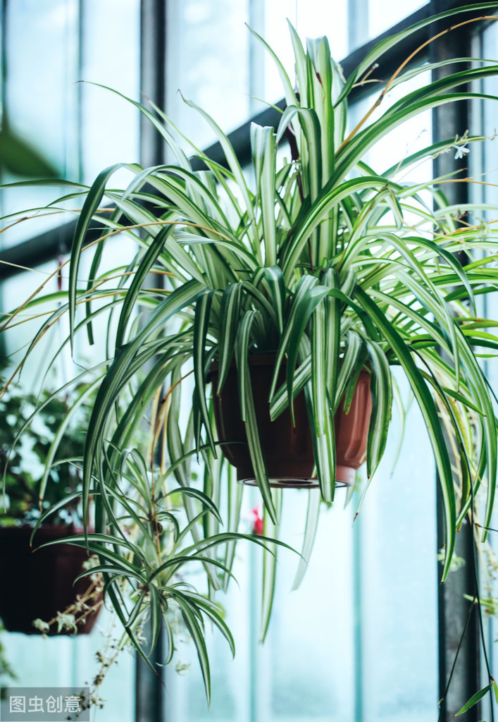 室内绿植盆栽吊挂品种的选择与搭配艺术