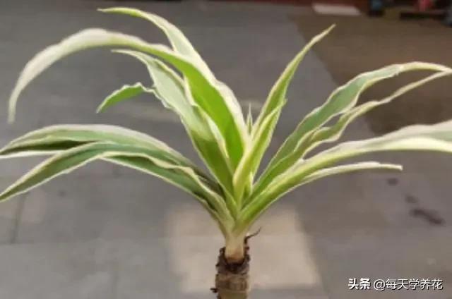 室内吊兰绿植盆栽，美化家居的优雅之选