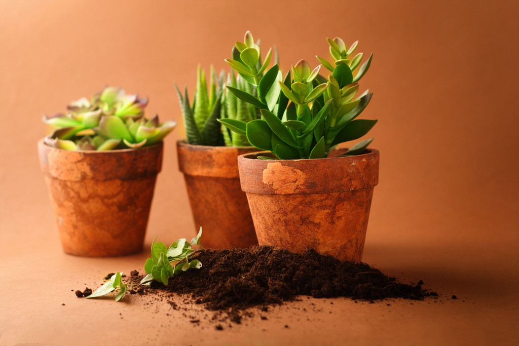 室内绿植盆栽，小叶植物的魅力与养护