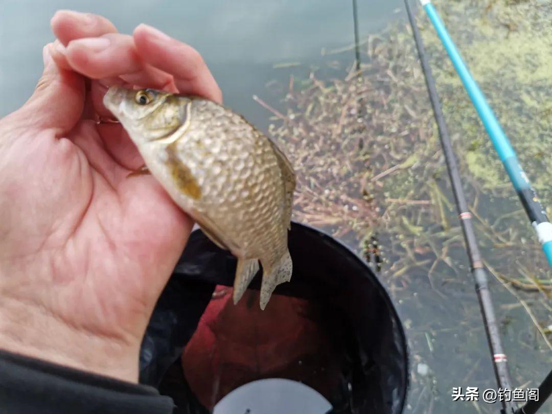 海竿大力马双铅线组，钓鱼的高效与乐趣