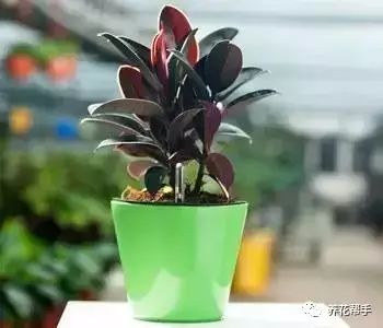 室内绿植盆栽昙花的魅力与养护