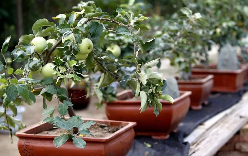 室内绿植盆栽与果树，美化家居，健康生活的完美结合