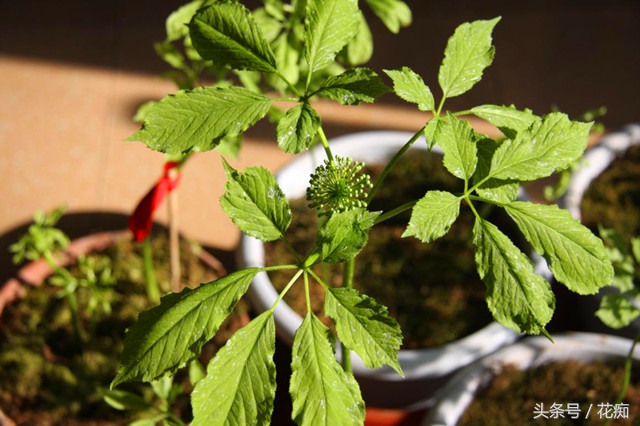 中药绿植盆栽室内，美化家居的新选择