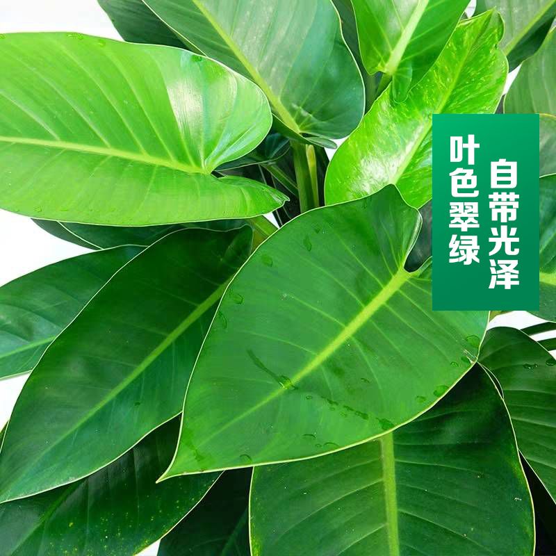 金钻绿植盆栽，室内植物的魅力与养护