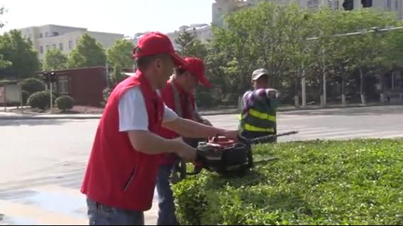 项城绿植盆栽室内批发，绿色生活的便捷之选