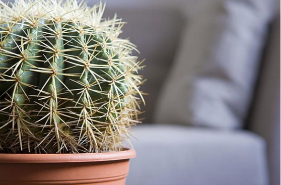 铂金钻绿植盆栽，室内植物的优雅之选