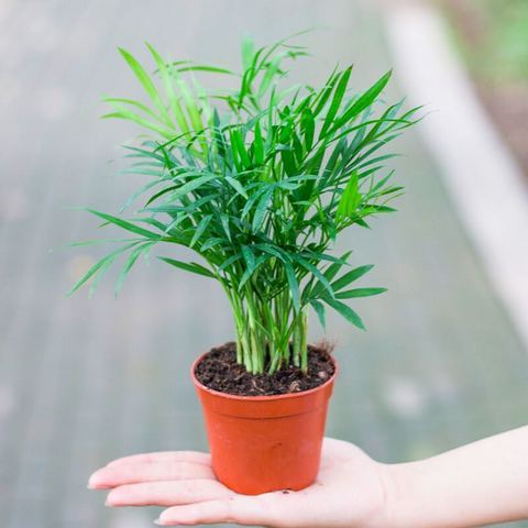 室内绿植之选，夏威夷竹子的盆栽魅力