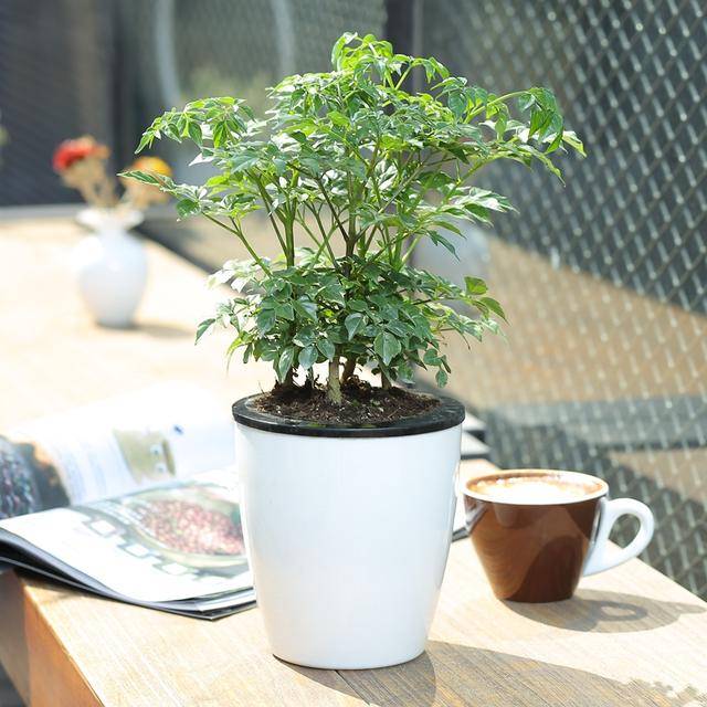 室内净味绿植盆栽，美化生活，净化空气