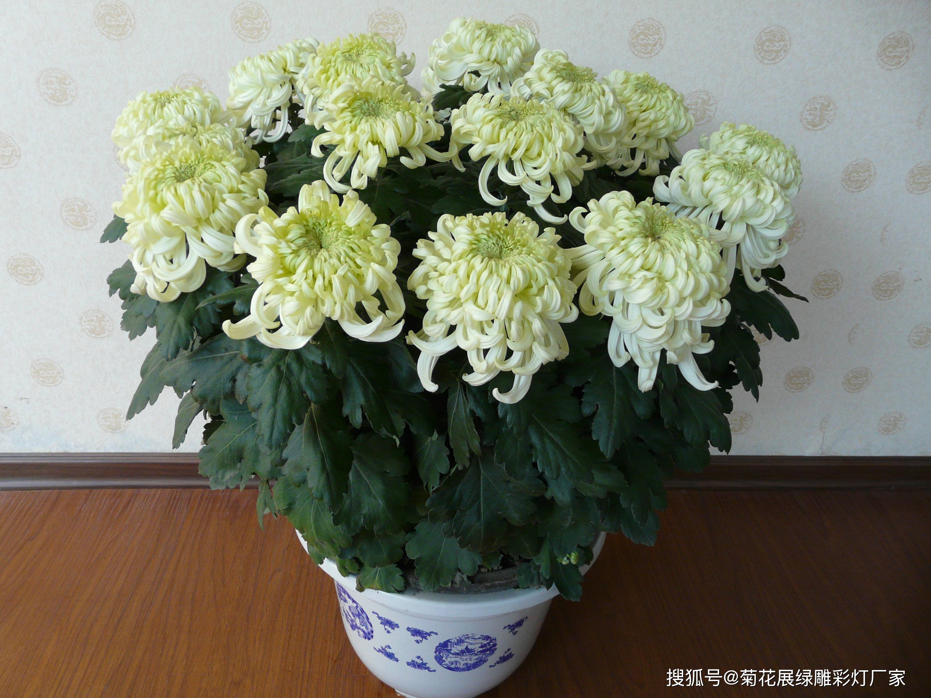 室内菊花绿植盆栽的魅力与养护