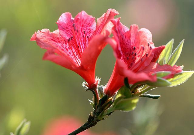 室内外绿植盆栽推存，美化生活与自然呼吸