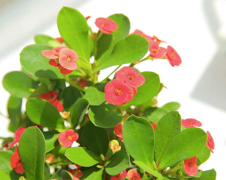 室内绿植盆栽虎刺梅，美化家居的优雅之选