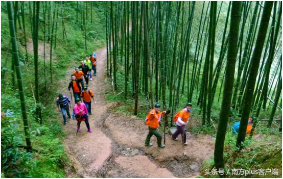 广州露营地推荐——森林之旅