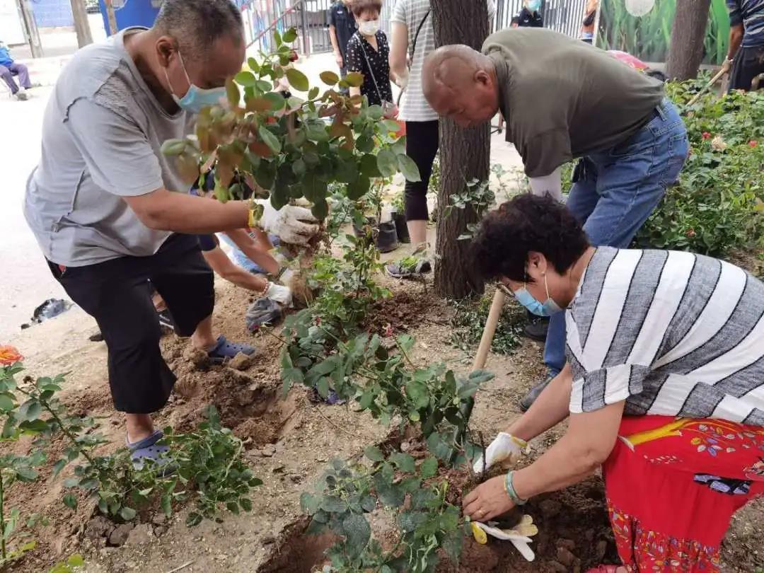 室内好养的小型绿植盆栽，打造生机勃勃的家居空间