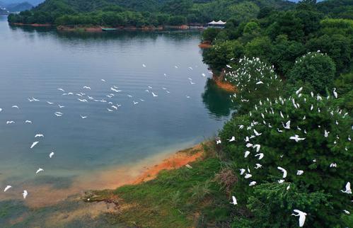 千岛湖生态园，自然之韵，生态之旅