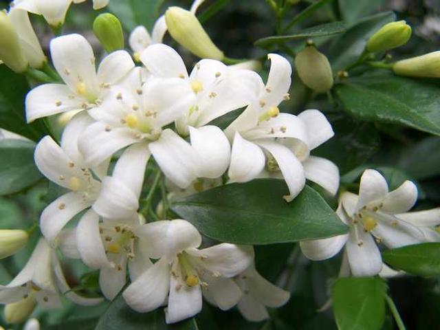 九里香花卉绿植盆栽室外的魅力