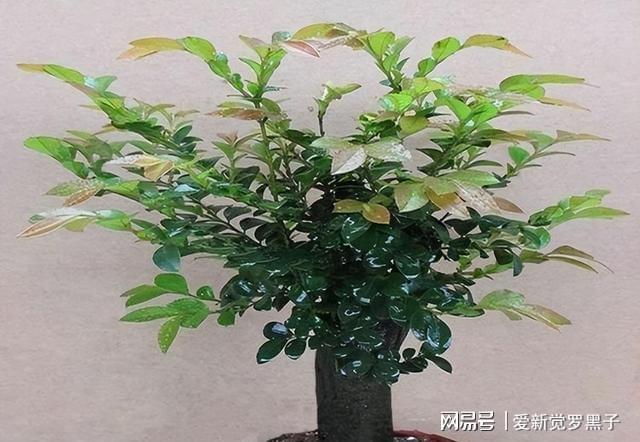 室内小叶紫檀绿植盆栽的魅力与养护