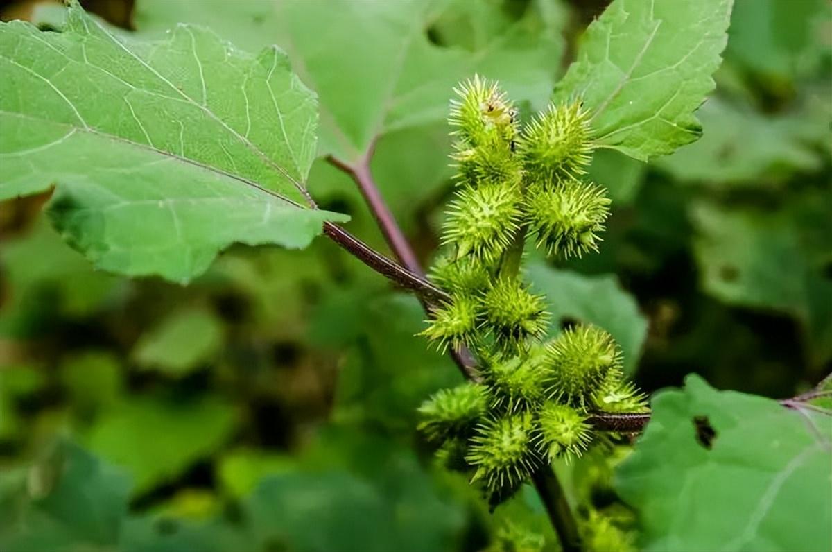 室内绿植盆栽，大棵果实的魅力与种植技巧