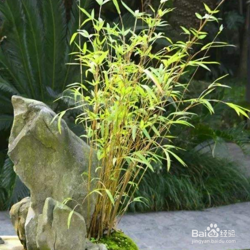 室内绿植大盆栽竹子的魅力与种植技巧