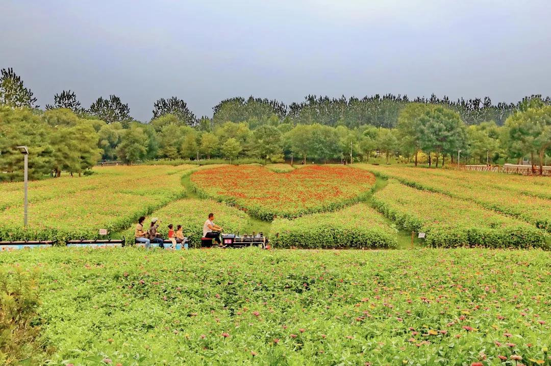 北京奥林匹克公园与波斯菊的邂逅