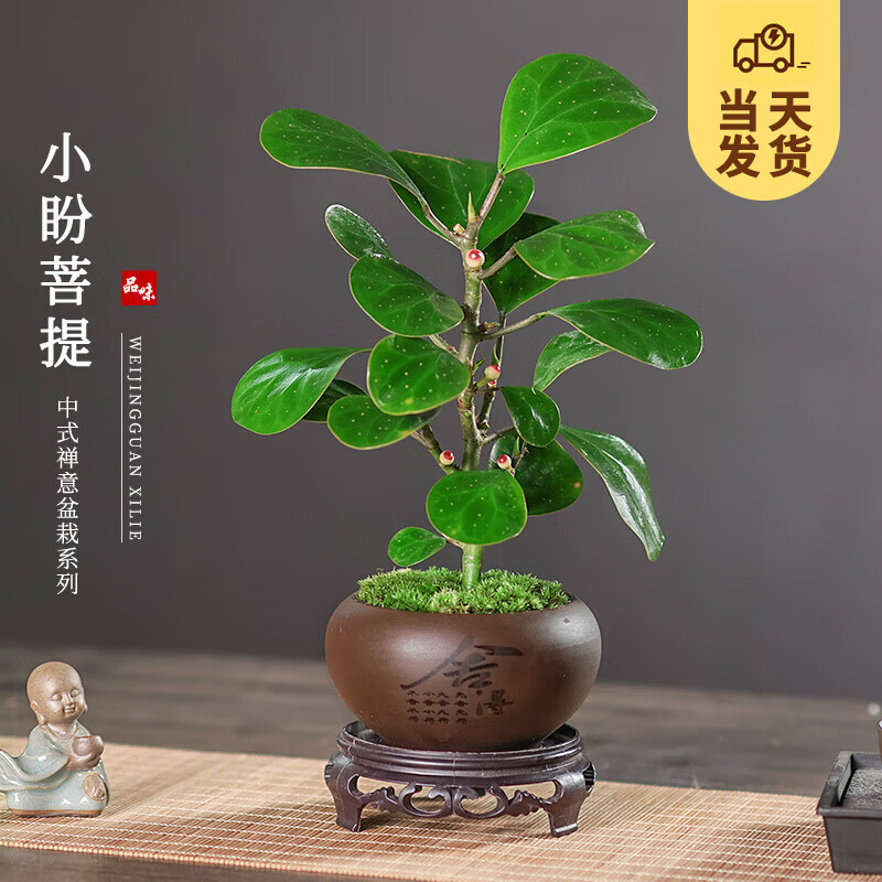 室内绿植盆栽，带果的魔力