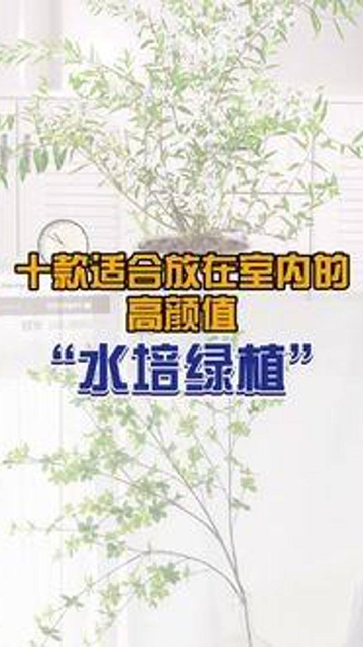 办公室桌面水培绿植盆栽室内，美化工作环境的新选择