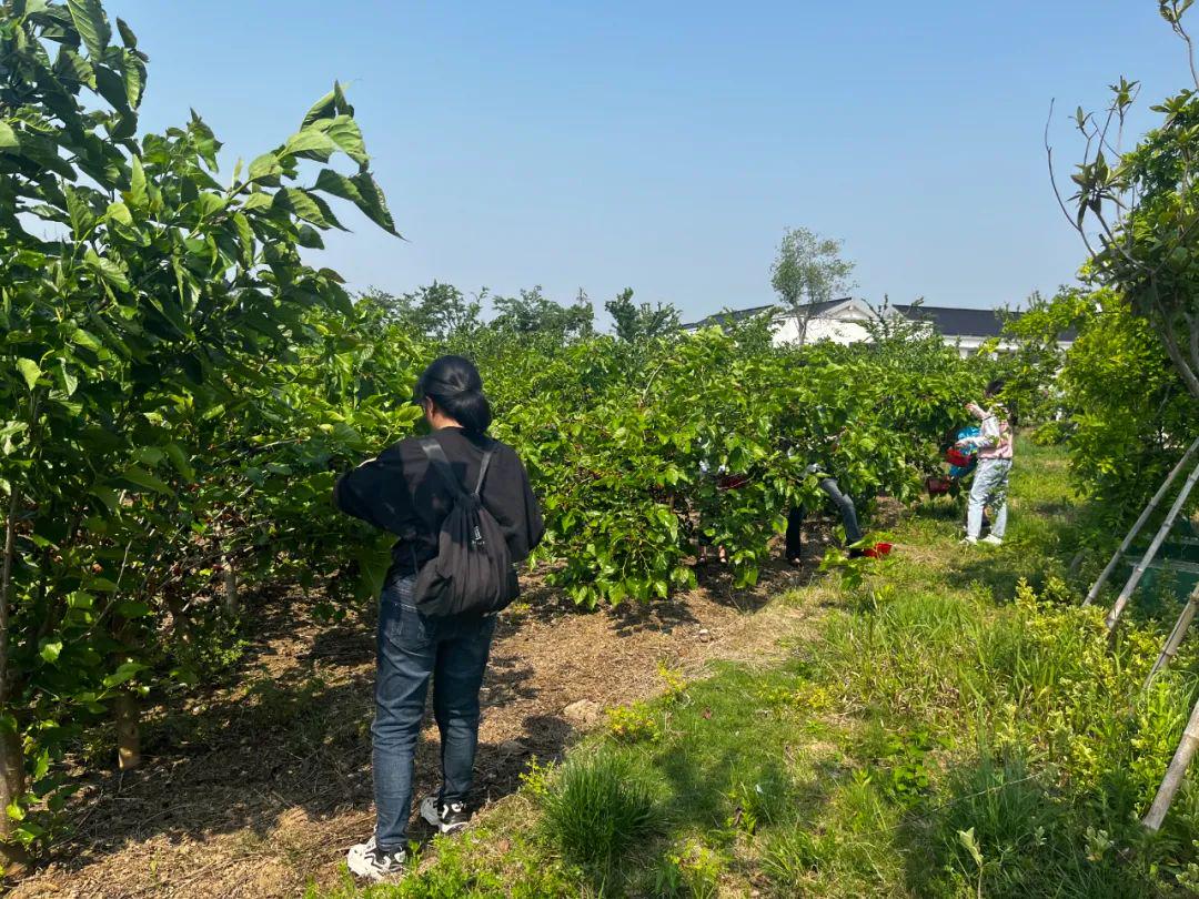 沛县千岛湖桑椹采摘攻略