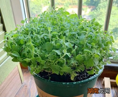 室内绿植薄荷盆栽大解析